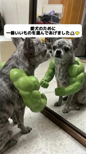 楽しそうに遊ぶ姿を見るだけで幸せ❤️#ペット用品#犬のおもちゃ#犬用おもちゃ#犬グッズ#トイプードル