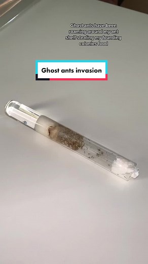 Dealing with Ghost Ants: a Comprehensive Guide