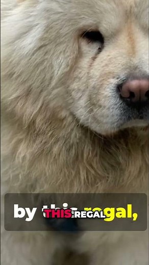 Chow Chow Secrets You Never Knew!