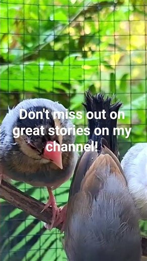 Java sparrows are so cute