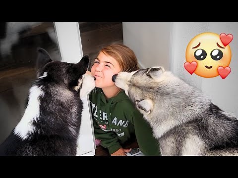 Huskies Kissing Girl Is The Cutest Thing Ever!