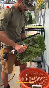 87K views · 38 reactions | Introducing the cutting-edge microgreen...