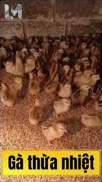 Cách xem gà thiếu hay thừa nhiệt ! #thaoduoclemau #xuhuongyoutube #chicken