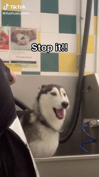 Dramatic Husky Compilation Videos