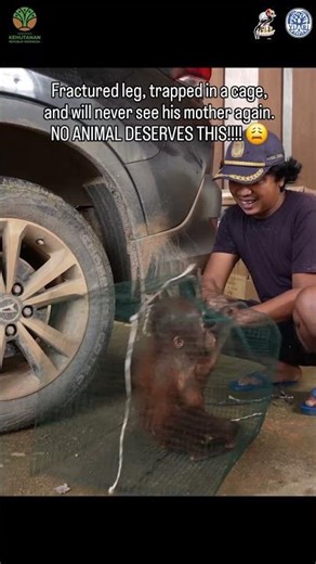 Baby Orangutan Ripped Away From His Mother #animals #orangutans #aww