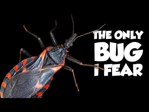 The World's Deadliest Bug ISN'T From Australia