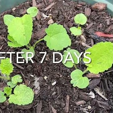 How to grow hollyhock from seeds