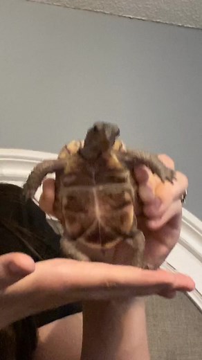 dat boy sus #fyp #foryou #Rags2Riches #MiracleCurlsChallenge #myrtletheturtle #SNOOZZZAPALOOZA #foryoupage
