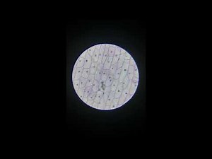 Onion Skin Epidermis Sample Under Microscope 4x,10x 20x Magnification_Onion Under the Microscope