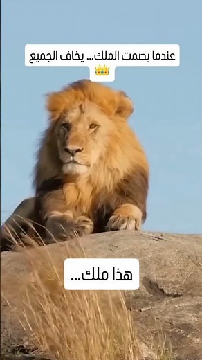 عندما يصمت الملك… يخاف الجميع 👑