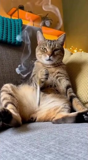 Cat Smoking Funny Video #shorts #funny #cat