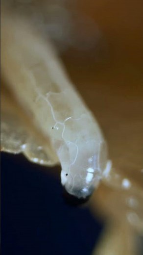 This Tiny Worm Can Eat You Alive