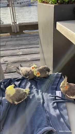 Flock Life #cockatiel #cockatoo #birds #parrot #cute