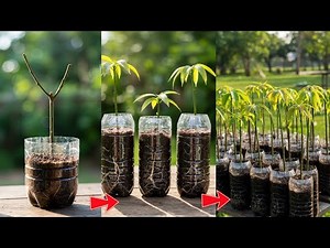 Secret Technique to Propagate Mango Tree from Mango Branch | Grow Mango From Seed | Mango Tree Care