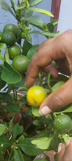 🍋 Table Lemon Tree – A Must-Have Fruit Tree for Every Home Garden | Easy Care & Fast Growing 🌿
