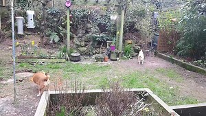 Effsakelike Chazzer. WOLFMANDOG needs poop. Plz eff off trotting round garden like a teeny Horseketeer. You putting I off. | Mr Scooby Doo and The Mousketeers