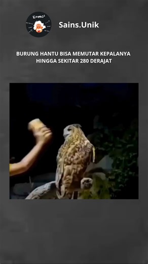 Sains Unik on Instagram: "Burung hantu dikenal sebagai salah satu predator malam yang paling efektif, dan salah satu kemampuan paling unik mereka adalah kemampuan untuk memutar kepala hingga sekitar 270 derajat. Gerakan kepala yang luas ini memungkinkan burung hantu mengamati sekelilingnya tanpa harus menggerakkan tubuh, sebuah keunggulan besar saat berburu di malam hari. Mata burung hantu besar dan menghadap ke depan, memberikan penglihatan yang tajam dalam gelap, tetapi mata mereka tidak bisa 