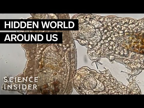The Best Microscopic Footage Of Nikon’s 2019 Competition