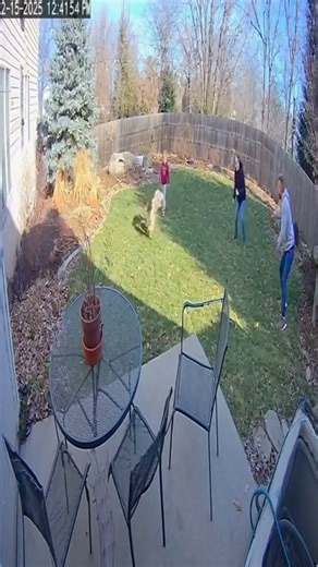 Family Saves Rabbit From Hawk Attack #wildlife #dramatic #rescue