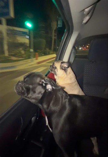 Cute Pug Twins' Night Cap: A Hilarious Bedtime Moment