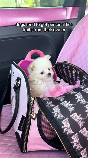 Sassy and Adorable Dog Personality Traits