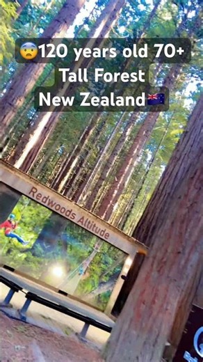 😍Most Beautiful Redwood Forest Rotorua New zealand #shorts #forest #peace #travel #viral #nature #