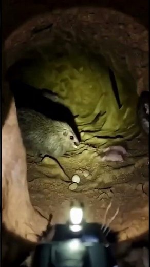 🌱🎥 Inside a Pocket Gopher’s Underground World!