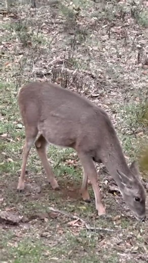 Deep in the Woods: Deer Hunting Day #buckhunting#deerhunting#buckbeak #bowhunting#viral #short