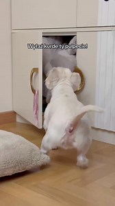 Pulpet Pana Hektora 😂 •PanHektor• | Pan Hektor