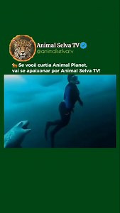 ⚠️ Selo Mais Mortal! 🦭💀 Você sabia que, em julho de 2003, a bióloga marinha britânica Kirsty Brown, de 28 anos, foi atacada por uma foca-leopardo na Antártida? 🟢 O ataque: a foca surgiu sem aviso e arrastou Kirsty cerca de 60 metros debaixo d’água. 🟢 Tentativa de resgate: colegas correram para salvá-la e fizeram reanimação por quase uma hora, mas infelizmente ela não sobreviveu. 🟢 Fatos importantes: este é o primeiro e único ataque fatal de foca-leopardo contra um humano registrado. Após o 