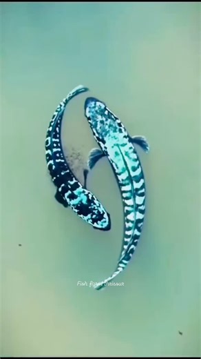 1two1 fish farm thrissur on Instagram: "#channamicropeltes #fish #farm #thrissur"