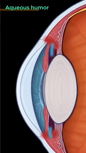 The eyes secret weapon - Aqueous humour #science #biology