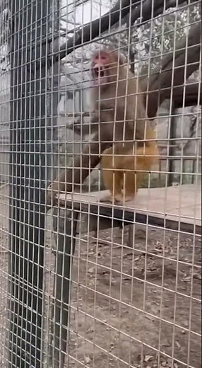 The Banana Betrayal: Monkey's Priceless Meltdown 🤣
