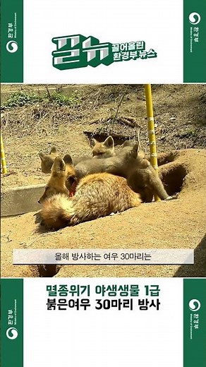 [끌어올린 뉴스] 멸종위기 야생생물 1급 붉은여우 30마리 방사