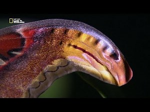 Incredible Insects Full Documentary [HD] ~ National Geographic 2016