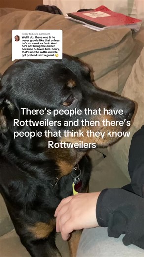 Understanding Rottweiler Behavior: Aspects of Aggression