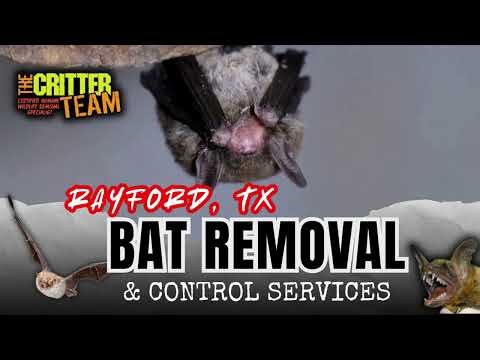 Rayford, TX Bat Removal (281) 800 4992 - The Critter Team