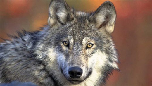 Wisconsin wolf hunters face tighter regulations under new permanent rules