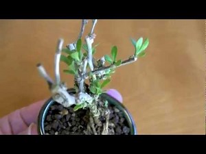 bonsai tree クコT（くこ・枸杞）実もの盆栽の販売と育て方・作り方