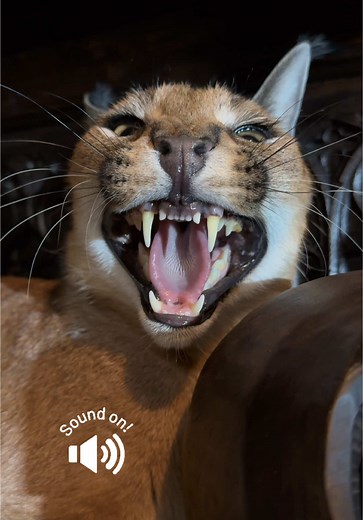 Exploring the World of Caracals: The Unique Wildcat