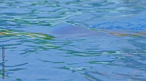 Side view of a professional female swimmer with goggles at the pool. A woman swimmer dives into a pool of water. Close-up, slow motion.