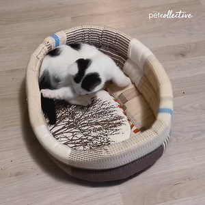 One day...he's going to catch that tail! | Try Not to Laugh