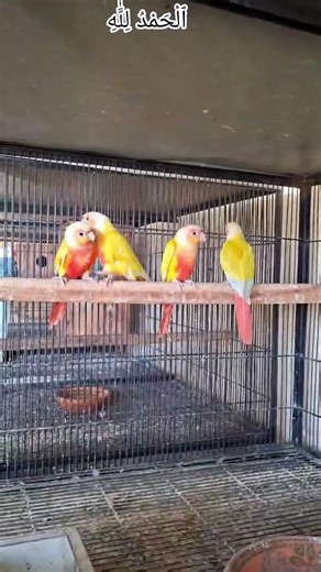 Pineapple Conure Pair 🦜 Cute & Romantic Moments #shorts