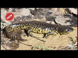 Eastern Tiger Salamander Care and Setup