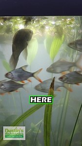 Tinfoil Barbs have a NEW HOME! We tore down the invisible fish basin and moved these fish over to the 220! What are your thoughts on these fish and this new setup? They eat duckweed and algae! TANK ON! #tinfoilbarbs #tinfoilbarb #fish #fishy #aquariumfish #freshwaterfish #aquarium #aquariums #aquascape #aquascaping #aquariumplants #scape #fishtank #freshwateraquarium #plants #plantlife #planted #plantedtank #plantedaquarium #aquascape #aquaticplants | Dustin's Fishtanks