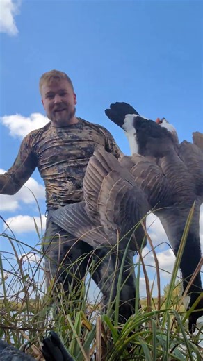 Swimming for geese at this early waterfowl goose hunt