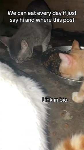 Link in bio for abio for any little can help