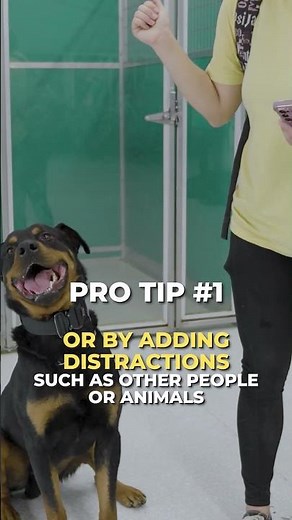 How to Teach Your Dog to Speak on Command Perfectly! #shorts #dogshorts #dogtraining