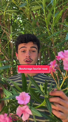 Aujourd’hui je t’explique comment bouturer le laurier rose. Une plante magnifique mais non comestible. Les racines devraient apparaître au bout de 2-3 semaines. Tu pourras en suite le placer dans un pot avec du terreau fin et riche. Et dès l’arrivée du printemps tu pourras planter en pleine terre. Bonne bouture à tous 🪴🌱🧑🏼‍🌾 #permaculture #permaculturelife #pourtoi #foryou #permacultueur #permaculturefrance #permaculturedesign #farmlife #jardin #ecologie #jardinier #bouturage #bouture #farm