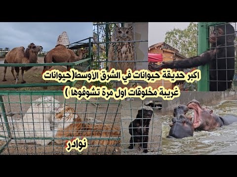 حديقة الحيوان | حديقة الحيوانات في أربيل Erbil Zoo | حيوانات غريبة مخلوقات اول مرة تشوفوها